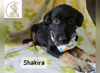 Shakira – große Klappe? Keine Ahnung. Große Zukunft? Auf jeden Fall!