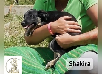 Shakira – große Klappe? Keine Ahnung. Große Zukunft? Auf jeden Fall!