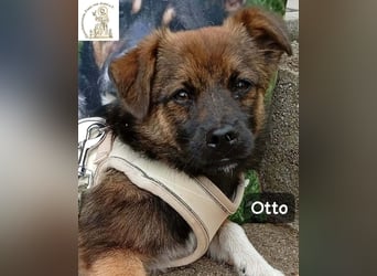 Otto – Das Beste beginnt oft mit einem kleinen Abenteuer!