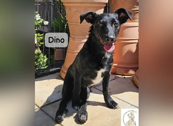 Dino – Wie wertvoll ein Leben ist!