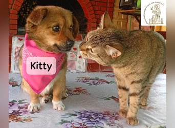 Kitty – bereit für einen Neuanfang!