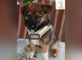 Otto – Das Beste beginnt oft mit einem kleinen Abenteuer!