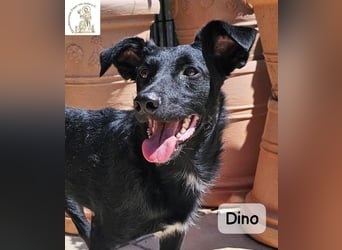 Dino – Wie wertvoll ein Leben ist!