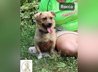 Rocco – das Leben wartet nicht, es will entdeckt werden!