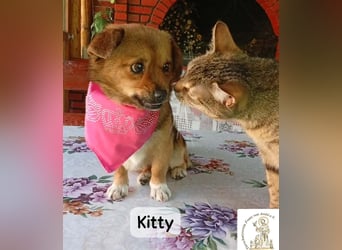 Kitty – bereit für einen Neuanfang!