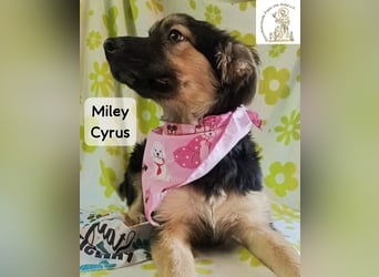 Miley Cyrus – klein, frech und definitiv kein Fan von Langeweile!