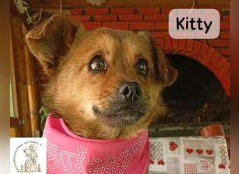Kitty – bereit für einen Neuanfang!