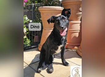 Dino – Wie wertvoll ein Leben ist!