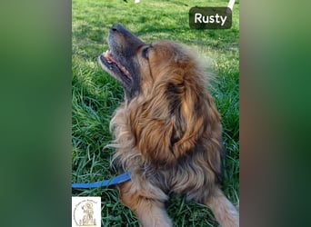 Rusty – Profi im Glücklichsein!