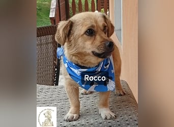 Rocco – Das Leben wartet nicht. Es will entdeckt werden!