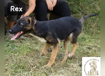 Rex – Das Leben ist kein Sofa, es ist ein Abenteuer!