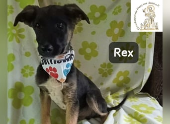 Rex – Das Leben ist kein Sofa, es ist ein Abenteuer!