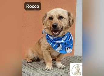 Rocco – Das Leben wartet nicht. Es will entdeckt werden!
