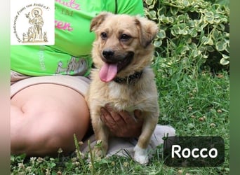 Rocco – das Leben wartet nicht, es will entdeckt werden!