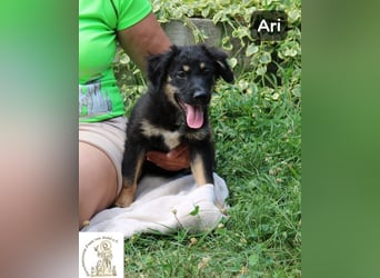 Ari – Kleiner Entdecker sucht großes Glück!