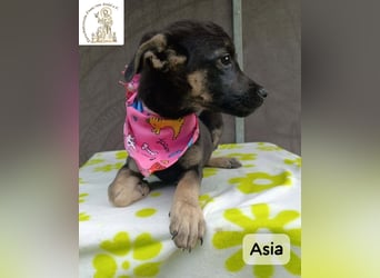 Asia – kleine Pfoten, großer Entdeckergeist!