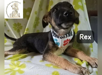 Rex – Das Leben ist kein Sofa, es ist ein Abenteuer!
