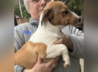Billy, Jack Russel Mix Baby