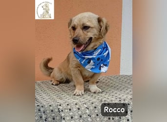 Rocco – Das Leben wartet nicht. Es will entdeckt werden!