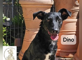 Dino – Wie wertvoll ein Leben ist!
