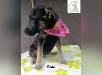 Asia – kleine Pfoten, großer Entdeckergeist!