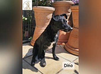 Dino – Wie wertvoll ein Leben ist!
