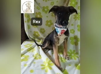 Rex – Das Leben ist kein Sofa, es ist ein Abenteuer!