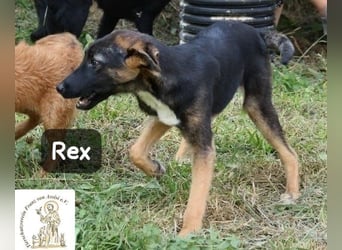 Rex – Das Leben ist kein Sofa, es ist ein Abenteuer!