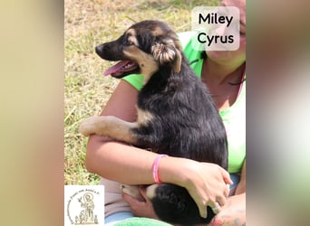 Miley Cyrus – klein, frech und definitiv kein Fan von Langeweile!