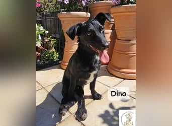 Dino – Wie wertvoll ein Leben ist!
