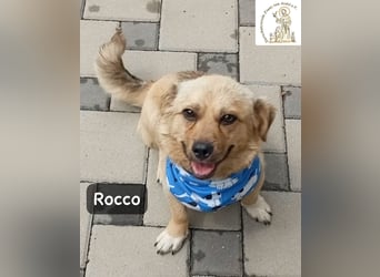 Rocco – Das Leben wartet nicht. Es will entdeckt werden!
