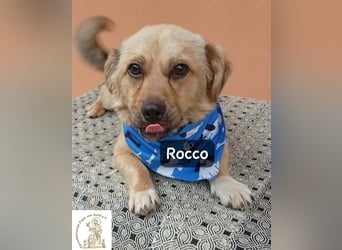 Rocco – Das Leben wartet nicht. Es will entdeckt werden!