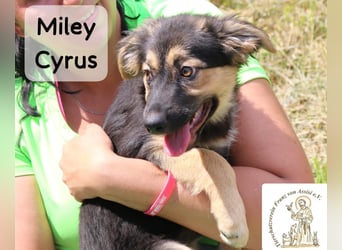 Miley Cyrus – klein, frech und definitiv kein Fan von Langeweile!