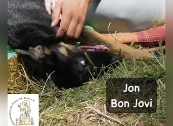 Jon Bon Jovi – voller Flausen, voller Leben!