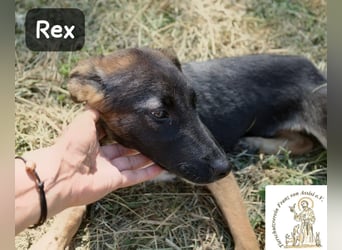 Rex – Das Leben ist kein Sofa, es ist ein Abenteuer!