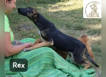 Rex – Das Leben ist kein Sofa, es ist ein Abenteuer!