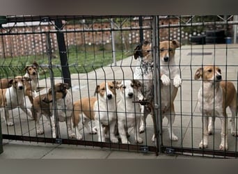 Billy, Jack Russel Mix Baby