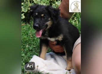 Ari – Kleiner Entdecker sucht großes Glück!