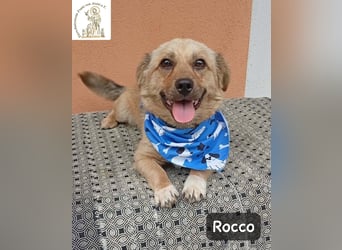 Rocco – Das Leben wartet nicht. Es will entdeckt werden!