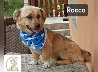Rocco – Das Leben wartet nicht. Es will entdeckt werden!