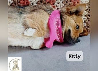 Kitty – bereit für einen Neuanfang!