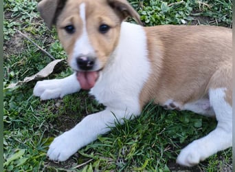 Billy, Jack Russel Mix Baby