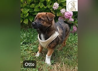 Otto – Das Beste beginnt oft mit einem kleinen Abenteuer!