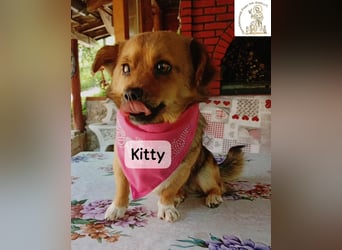 Kitty – bereit für einen Neuanfang!