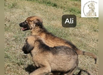 Ali – klein angefangen, bereit für Großes!