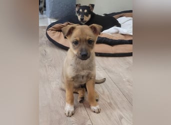 Kleiner Lio sucht seine Menschen