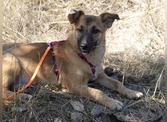 Süße Candy sucht ein Zuhause