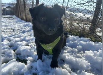 Sanfte Nisha sucht ihre Menschen