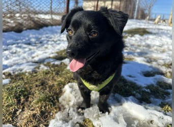 Sanfte Nisha sucht ihre Menschen