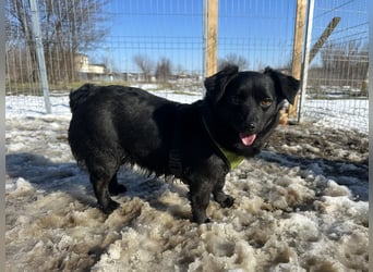 Sanfte Nisha sucht ihre Menschen